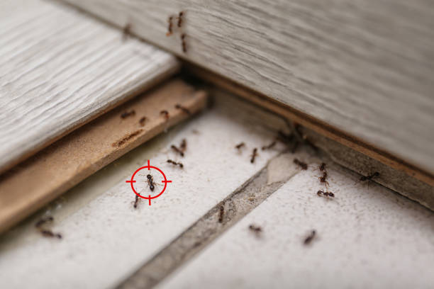 Best Rat Extermination Near Me  in Daphne, AL