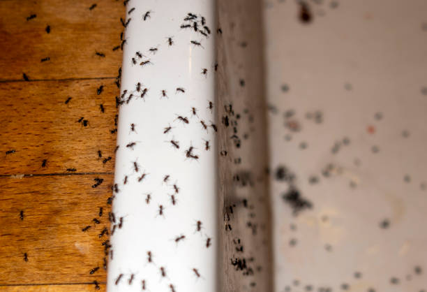 Best Termite Control Services  in Daphne, AL
