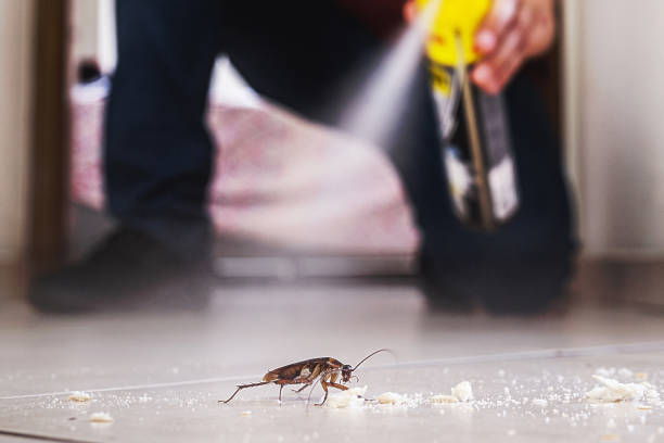 Best Spider Control Near Me  in Daphne, AL